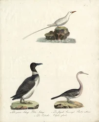 Auk, Flying Sunbird and Northern Diver