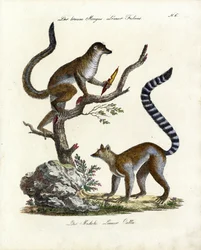 Brown Lemur and Ring-tailed Lemur