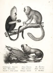 Buffy-headed marmoset and golden lion tamarin. Lithograph from Heinrich Rudolf Schinz