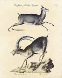 Chamois and Alpine Ibex