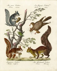 Different Types of Squirrels