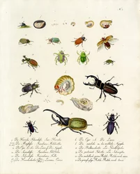 Diverse Beetle Species and Their Developmental Stages