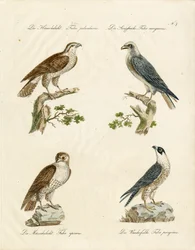 Goshawk and Kestrel