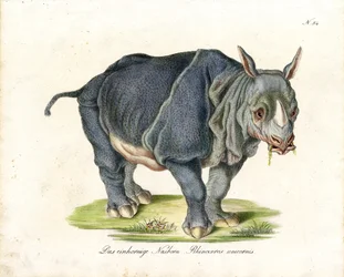 Indian Rhinoceros