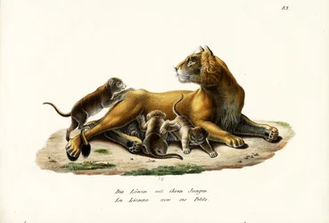 Lioness With Cubs
