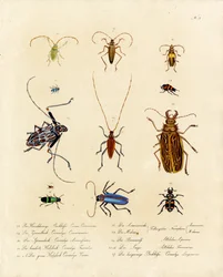 Longhorn Beetles and Related Species