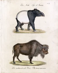 Malayan Tapir and American Bison