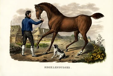 Mecklenburger Horse, 1824