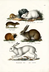 Ogotona Hare, 1824