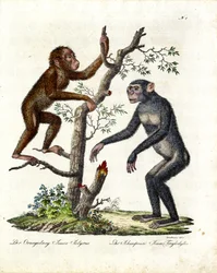 Orangutan and Chimpanzee