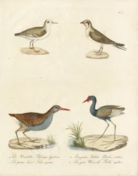 Phalarope, Tern, Jacana and Water Rail
