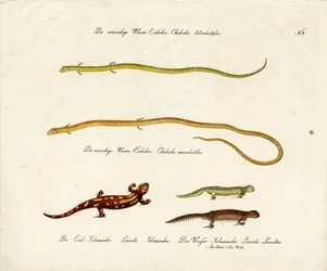 Salamanders and Skinks