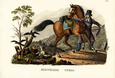 Swiss Horse