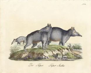 Tapir and Paca