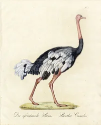 The African Ostrich