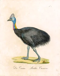 The Cassowary