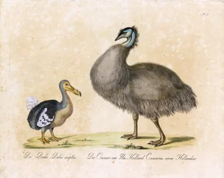 The Dodo and the Cassowary of New Holland