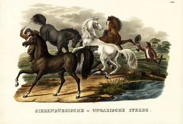 Transylvanian and Hungarian Horses (1824)