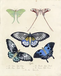 Tropical Butterflies