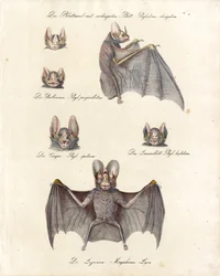 Various Bat Species