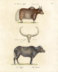 Various Buffalo Species