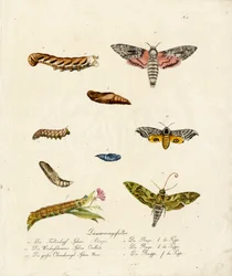 Various Hawk Moths