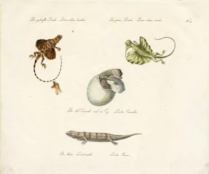 Various Lizard Species