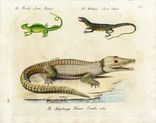 Various Lizard Species