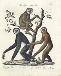 Various Monkey Species