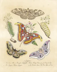Various Moths