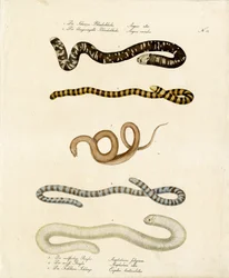 Various Slow Worms and Colubrid Snakes
