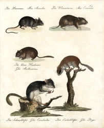 Various Types of Mice