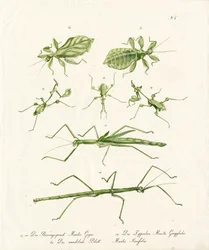 Various Types of Praying Mantises