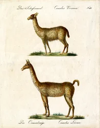 Vicuña and Llama