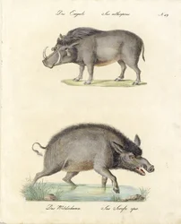 Warthog and Wild Boar