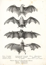 Western naked-backed fruit bat, long-tongued nectar bat, northern ghost bat, and Geoffroy