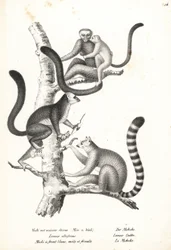 White-headed lemur and ring-tailed lemur. Lithograph from Heinrich Rudolf Schinz