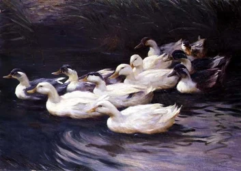 Ducks