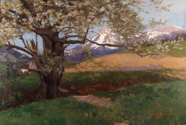 Blooming Cherry Tree