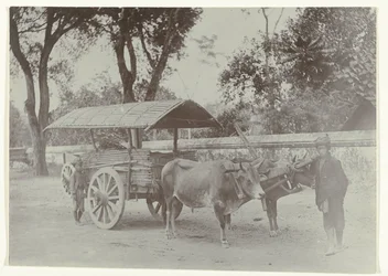 Two Javanese Boys with an Ox Cart Transporting Goods
