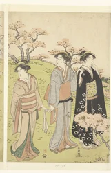 Admiring the Cherry Blossoms at Asukayama