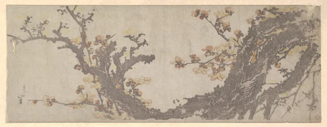Ancient Plum Tree in Bloom
