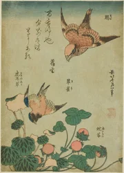 Bull-headed Shrike and Bluebird with Saxifrage and Wild Strawberry (Mozu, ruri, yukinoshita, hebi-ichigo), from an Untitled Series of Flowers and Birds