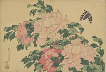 Butterfly and Peonies