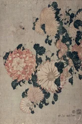 Chrysanthemums