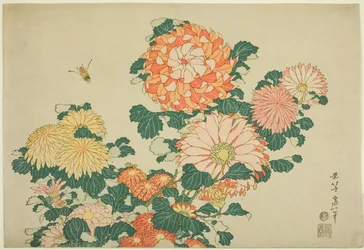 Chrysanthemums and Bee, from an Untitled Series of Large Flowers