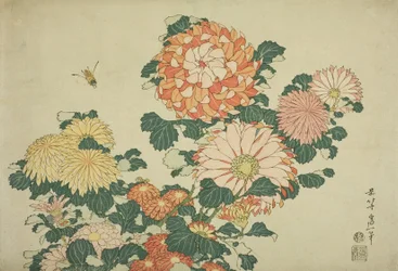 Chrysanthemums and Bee, from an Untitled Series of Large Flowers