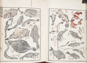 Fish and sea creatures