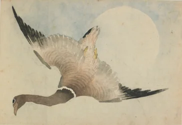 Goose Flying in Front of the Moon