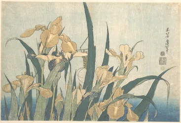 Grasshopper and Iris